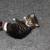 Free Tiny Kittens (5 Total) 6 thumbnail