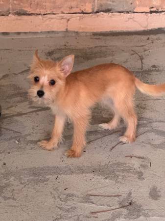 cachorro de 16 semanas63859317021443120