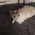 Siamese 1 thumbnail