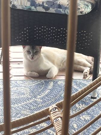 Pet rehoming (Glendale)63975637717378123