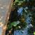 Water lily 2 thumbnail