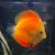 Jumbo discus 3 thumbnail