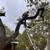 Tree service 22 thumbnail