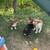 Pembroke Welsh Corgi 5 thumbnail