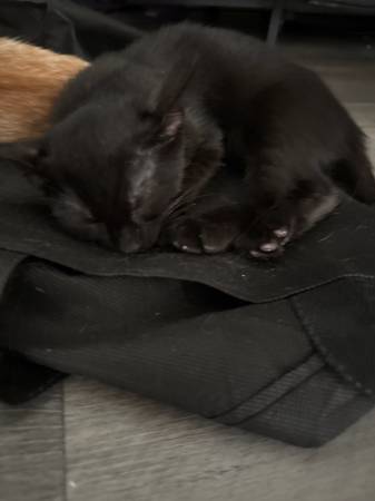 Kittens (Ridgewood)63149026065027121