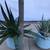 Flow & zebra plant succulents in 2 matching ceramic pots 6 thumbnail