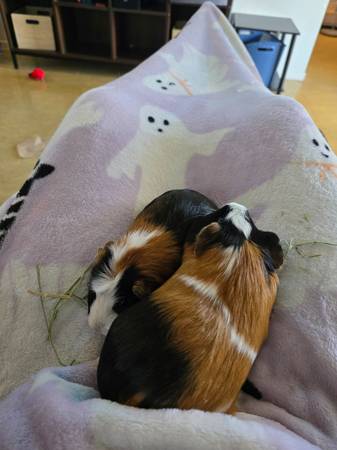 Female Guinea Pigs 1
