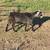 Nigerian Dwarf goats 10 thumbnail