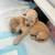 Goldendoodle F1 puppies 5 thumbnail