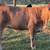Beefmaster Open Heifers 2 thumbnail