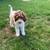 Mini Labradoodles 7 thumbnail