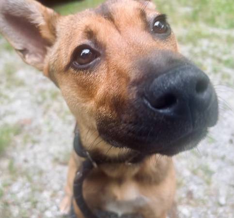 Large Mixed Puppy (Franklin)64145662636546121
