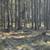#6 Cloudcap ~ Mt Scott Meadow ~ 1.23 Acres ~ Many Trees 11 thumbnail