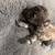 Maltese Puppies for sale 7 thumbnail