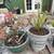 Plants/Figurine Planters 9 thumbnail