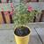 Hardy Fuchsia Plants 1 thumbnail