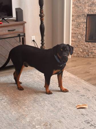 Beautiful Boerboel /Black & Tan. Free to good home. (Cypress)63859313162243120
