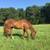 Comet Going out for adoption/rehoming (Not for Sale) 5 thumbnail