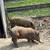 Kune Kune pigs 4 thumbnail