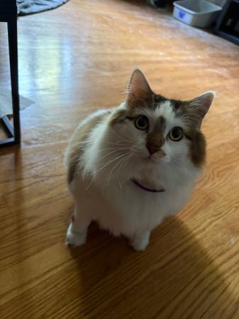 6 years old female long hair cat looking for a home 1