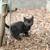 Kittens looking for a forever home 3 thumbnail