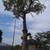 RAMOS AND SON'S TREE & LANDSCAPING SERVICE 1 thumbnail