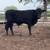 Lease bulls angus 6 thumbnail