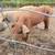 Piglets for sale 1 thumbnail