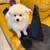 Teacup size Pom for Sale 2 thumbnail