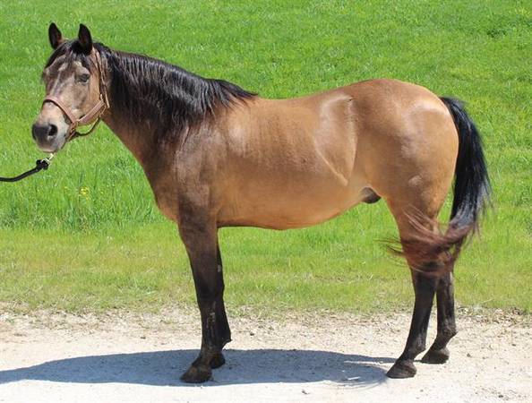 XANTHUS– 18 YEARS OLD BUCKSKIN GRADE GELDING 1