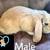 3 month old Holland lop baby bunnies 6 thumbnail