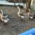 Goose/geese 1 thumbnail