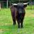 Scottish highland cattle 22 thumbnail