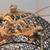 Bearded Dragon Baby's 1 thumbnail