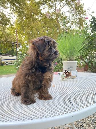 Yorkipoo pom puppy (Carmichael)63848769272963122