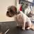 Dog Grooming 6 thumbnail