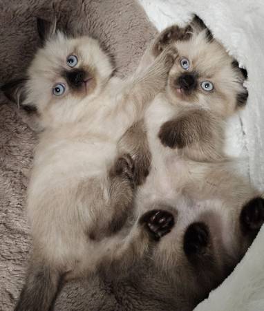 Himalayan kittens (Battle Ground)63916449707522121
