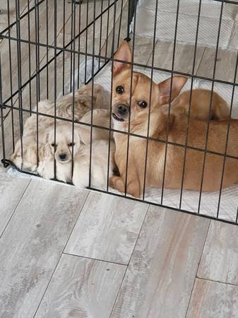 Missing female chihuahua (Westside Albuquerque)63406087253379123