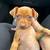 Min pin puppy 2 thumbnail