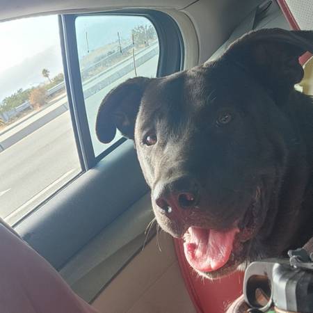 Pitty mix (San Jose)64045596847745122