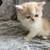 Persian kittens 3 thumbnail