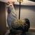 Lamp / Rooster 5 thumbnail
