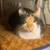 3 Cats 7 thumbnail
