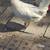5 Dekalb hens 1 thumbnail