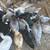 Muscovy males 3 thumbnail