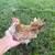 Kikiriki hens 8 thumbnail
