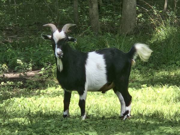 Pareja de cabras buscando nuevo pastizal en Attalla - $125 (Attalla)63440290571265120