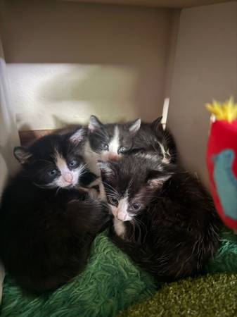 3 6 week kittens for rehome63671573189891121