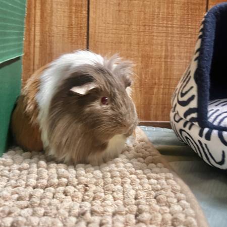 Female Guinea Pigs 1