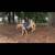 Super nice beginner friendly riding and driving haflinger gelding 3 thumbnail